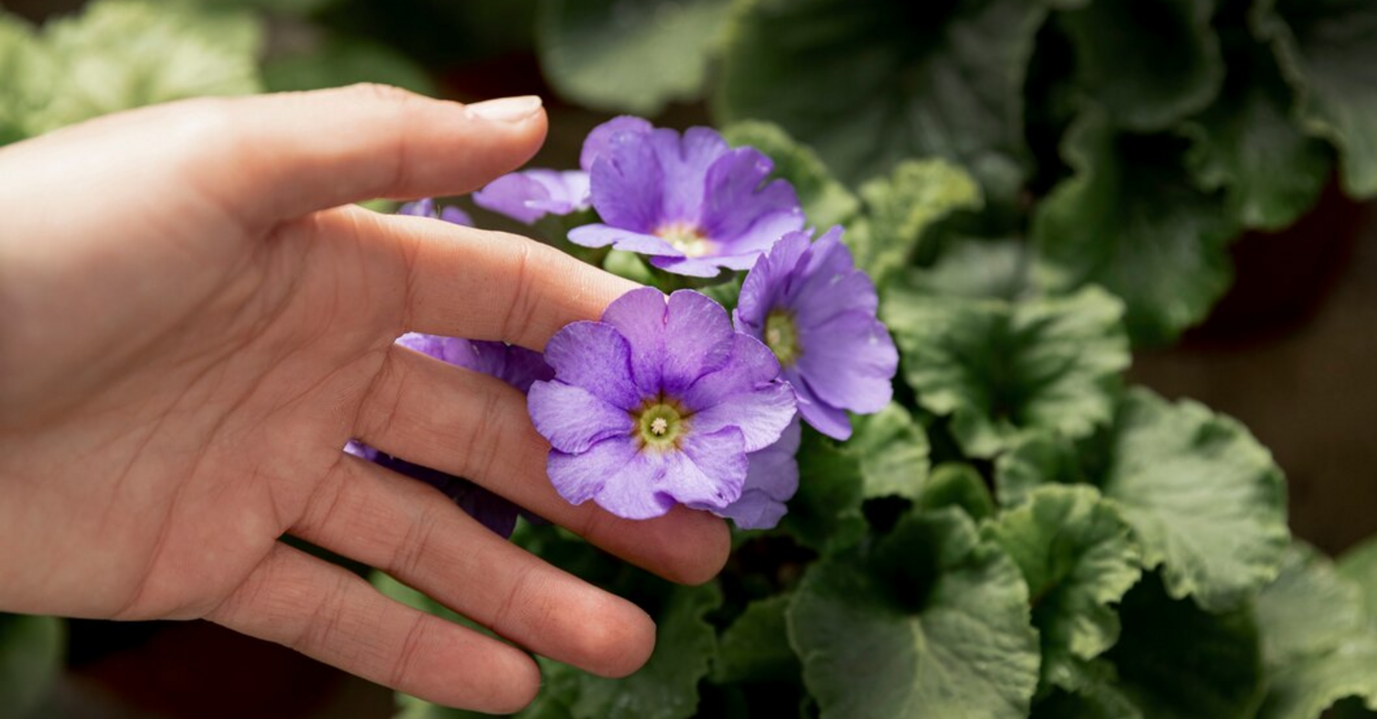 How to stimulate lush violet blooms: an effective way