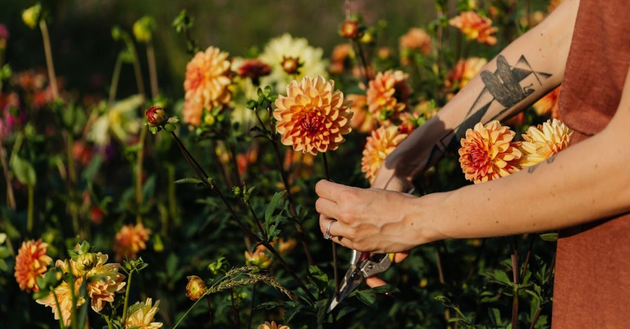 How to prepare dahlias for winter: simple tips