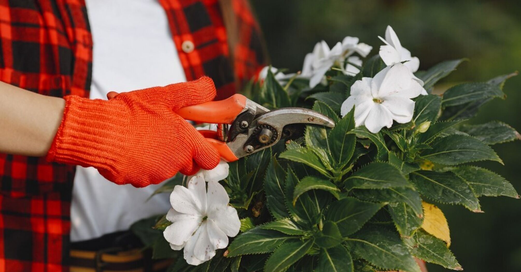 How not to harm indoor flowers: myths about winter care