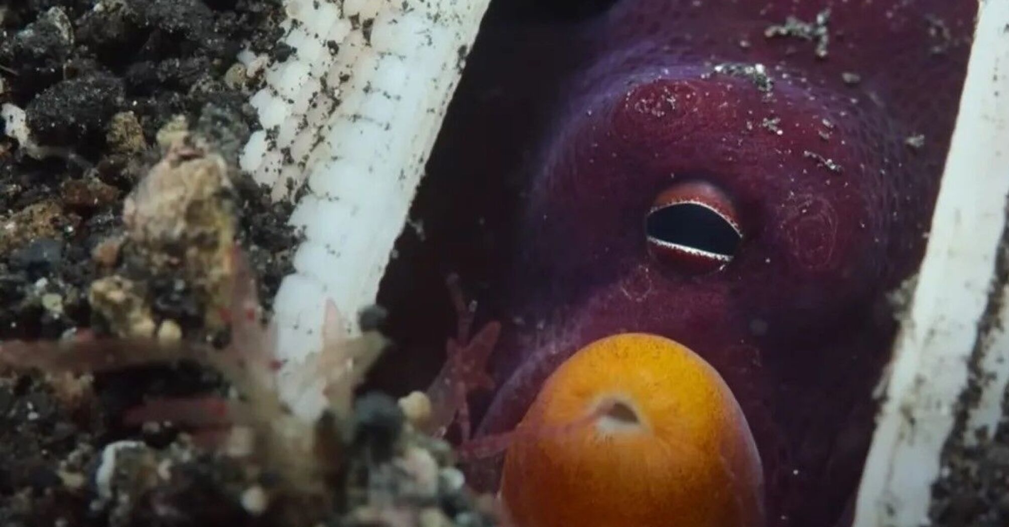 Hiding in a shell and throwing stones at fish: the directors of a new Netflix series have captured a unique sniper octopus