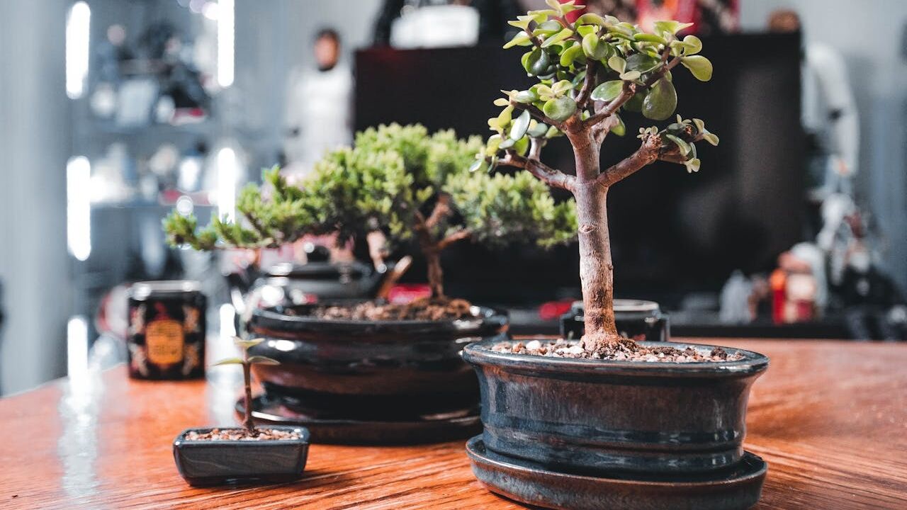 How to prepare indoor flowers for winter: tips for beginners
