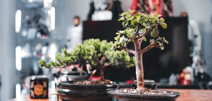 How to prepare indoor flowers for winter: tips for beginners