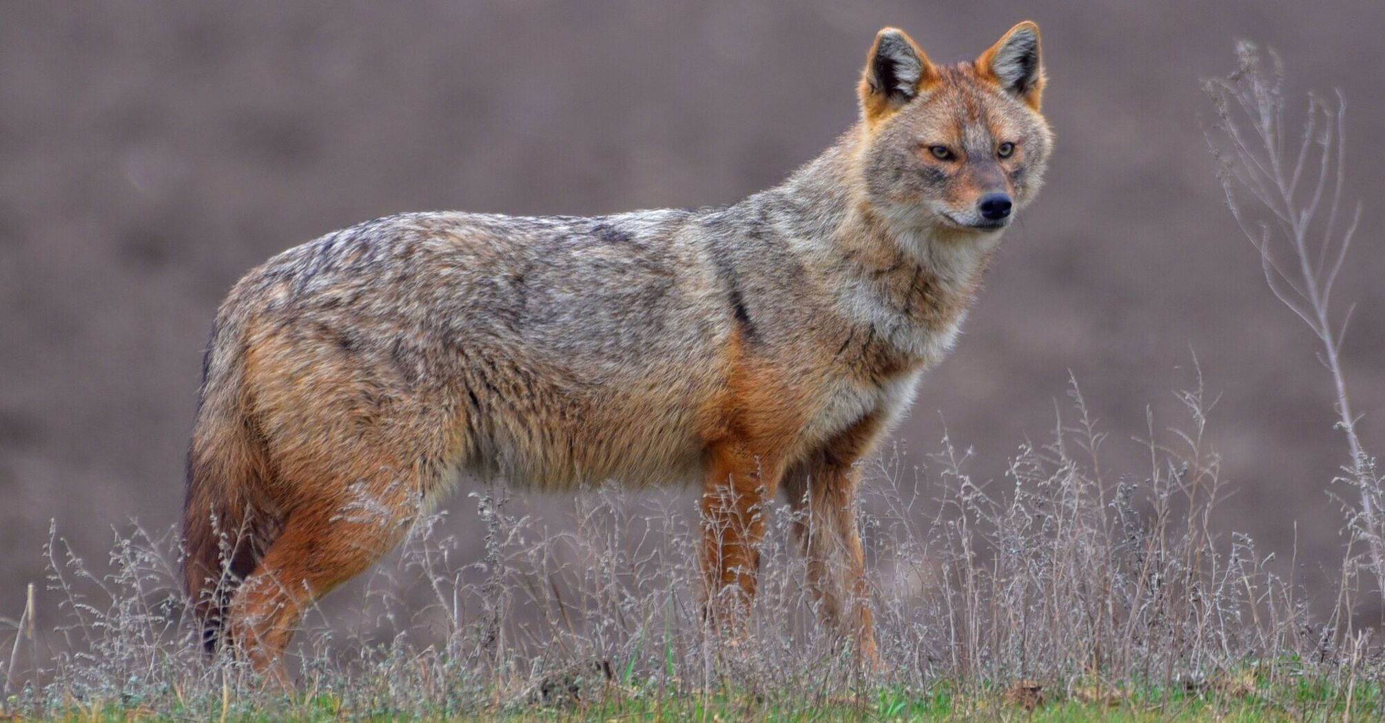 Animals similar to jackals spotted in Prykarpattia: what kind of predators are they and what is the biggest threat to humans