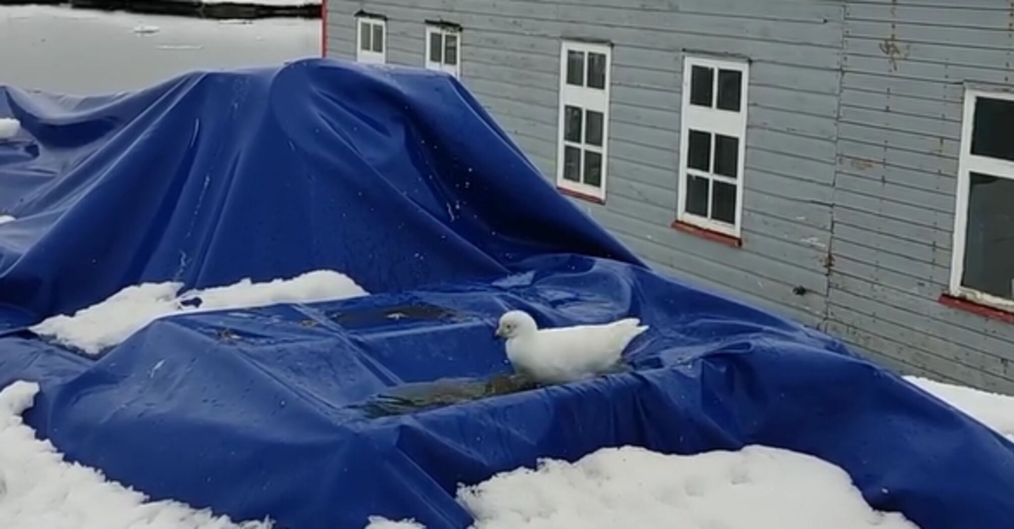 A Ukrainian polar explorer filmed a unique bird in Antarctica: what is a bullfinch and why is it called a hybrid of a chicken and a pigeon