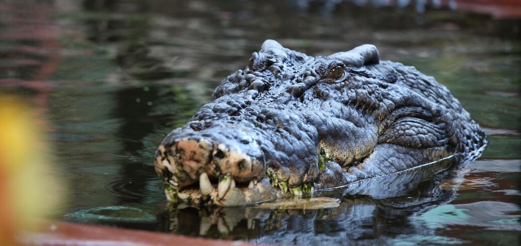 The world's largest captive crocodile dies: what it looked like