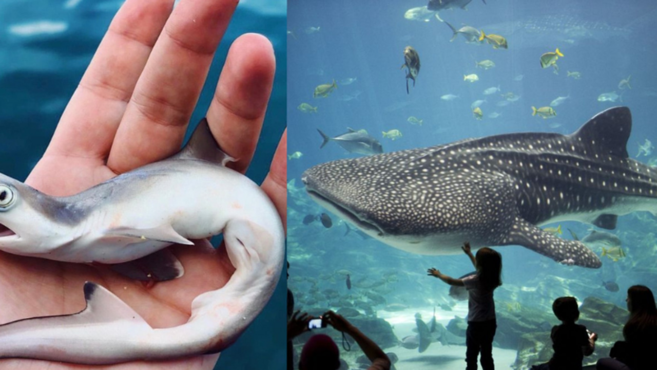 What the world's largest and smallest sharks look like. Photo