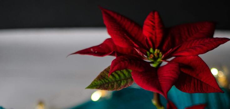 Will decorate the house for Christmas: what indoor plants bloom in winter