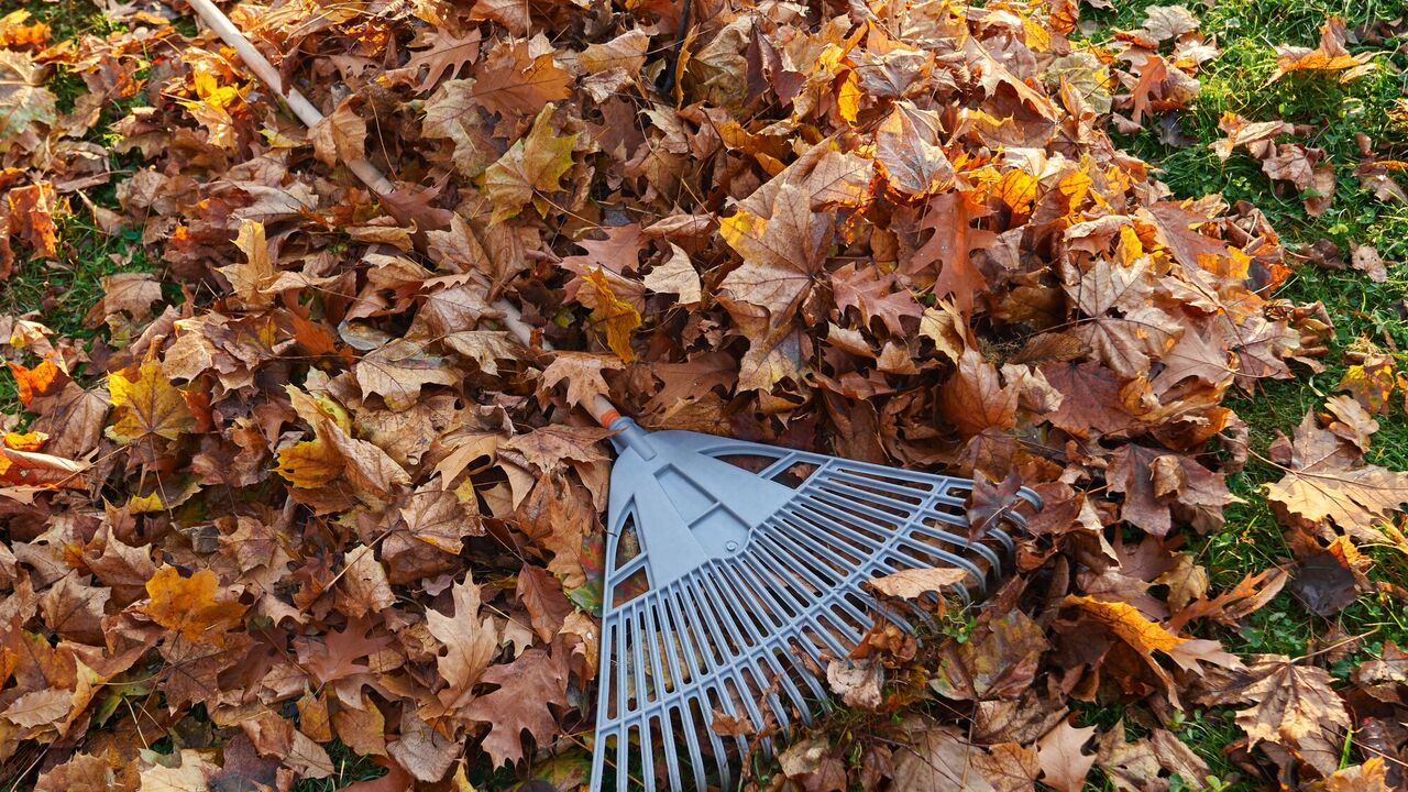 How to make compost yourself and what leaves will do