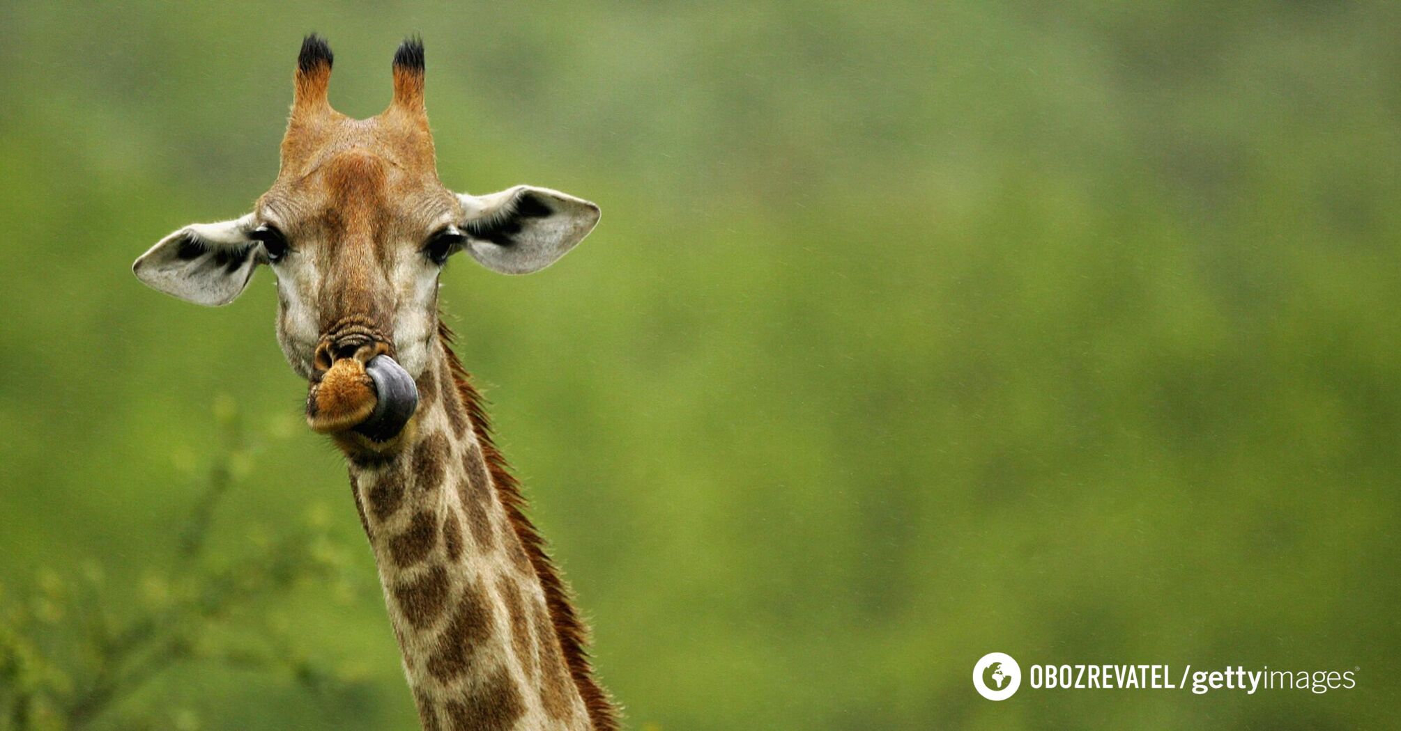 Giraffes may disappear from the face of the Earth: environmentalists sound the alarm