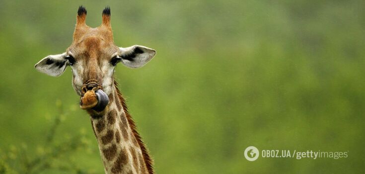 Giraffes may disappear from the face of the Earth: environmentalists sound the alarm
