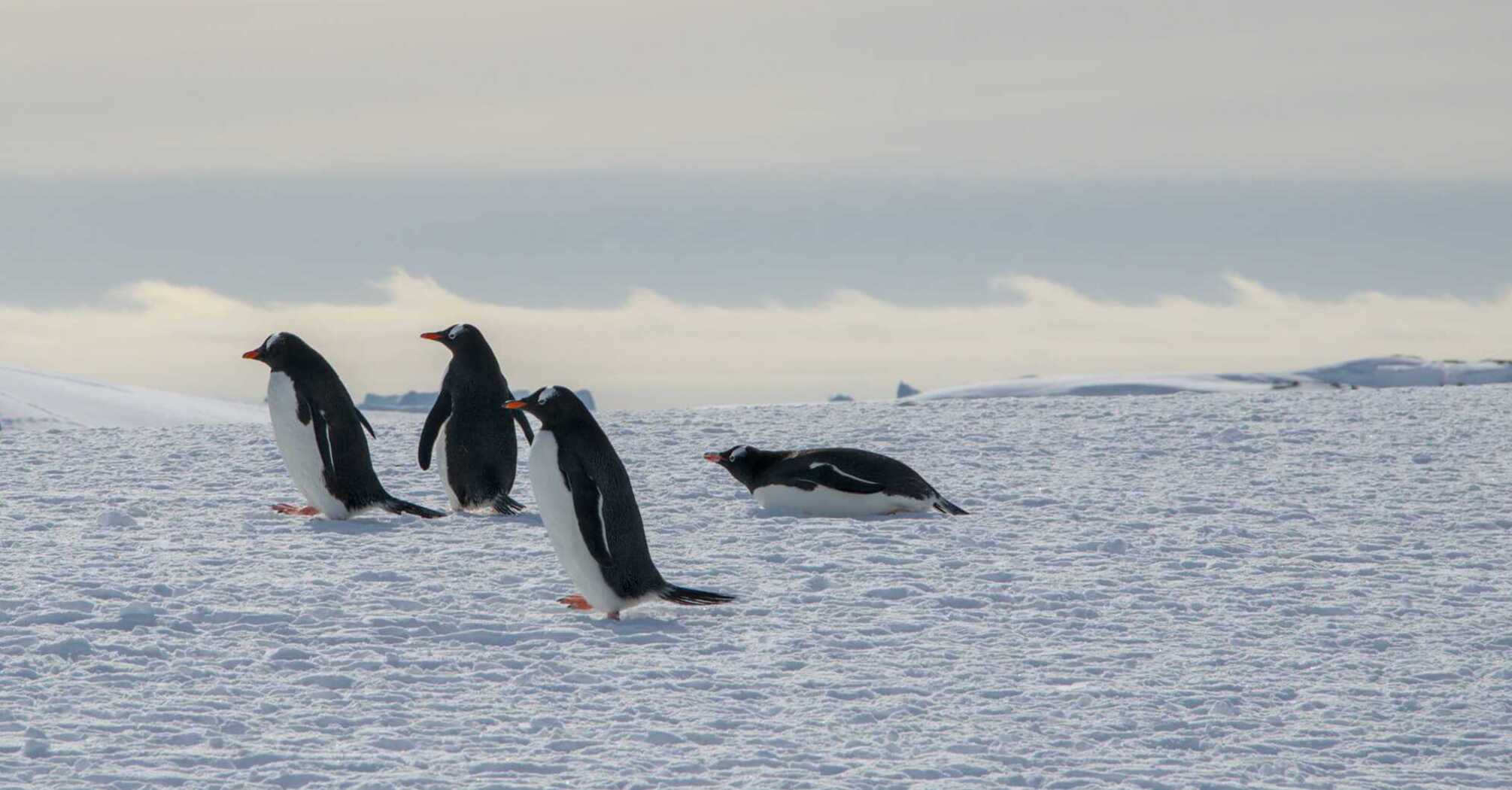 Sky combs and the "disappearance" of the ocean. Unusual phenomena were recorded near the Vernadsky station: the penguins were in a frenzy