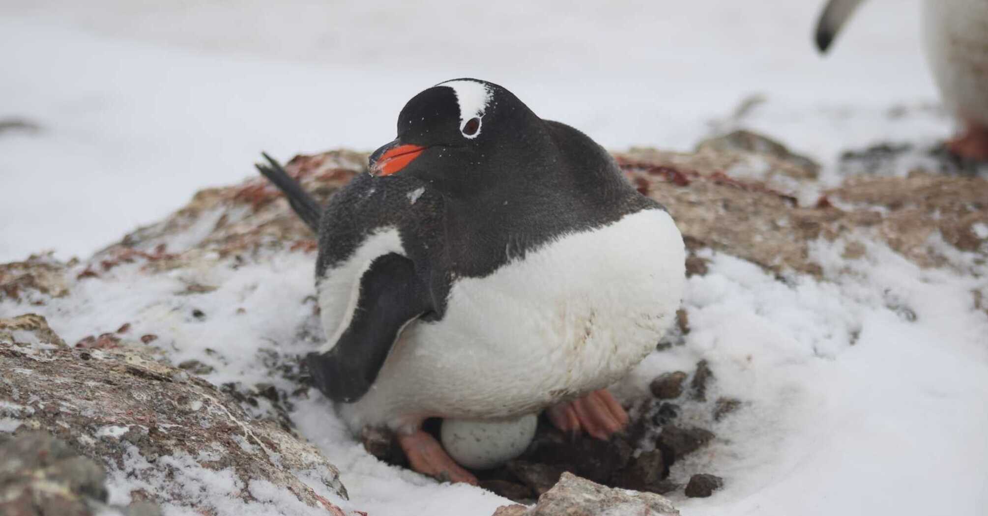 The first egg was spotted near the Ukrainian Arctic station, where several thousand penguins gathered. Photo