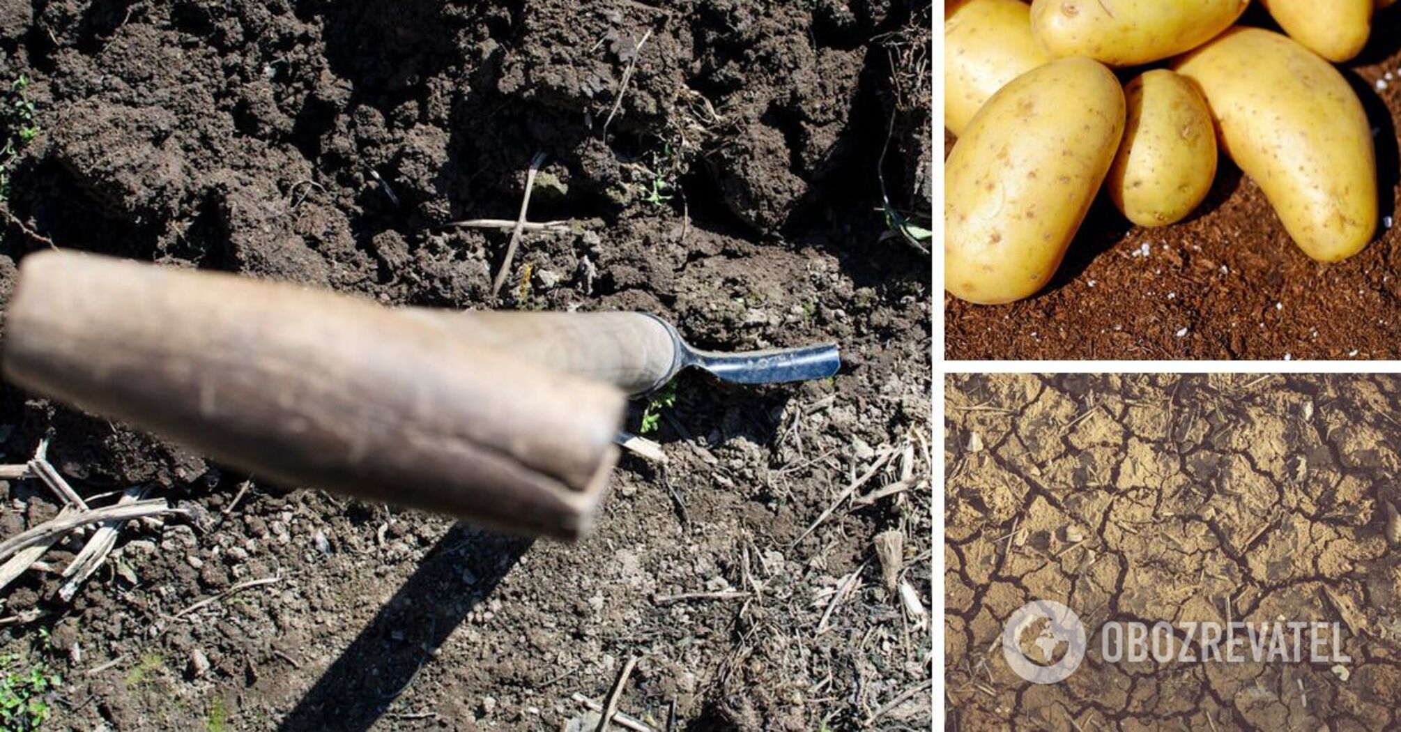 What green manure is best for restoring soil after potatoes: tips for summer residents