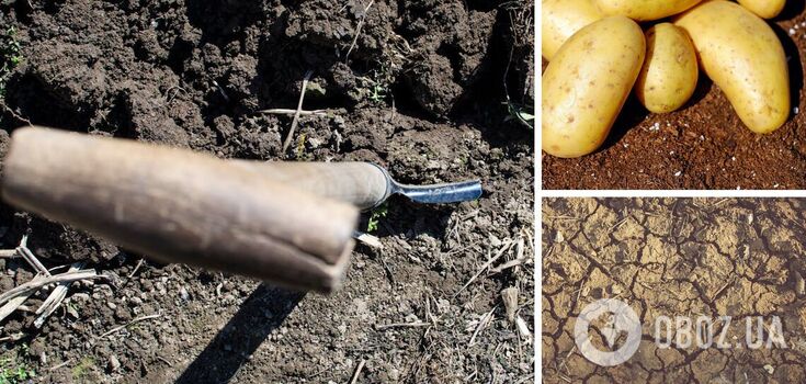 What green manure is best for restoring soil after potatoes: tips for summer residents