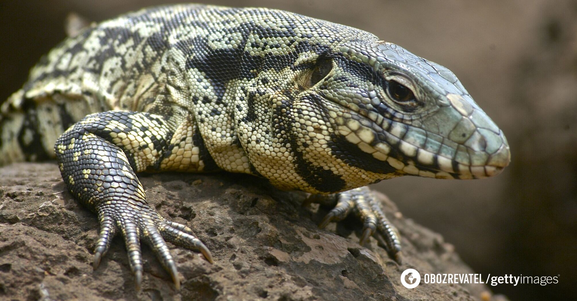 Hundreds of lizards the size of dogs have caused chaos in South Carolina: what are these predators and why are they being called for to be caught. Photo.