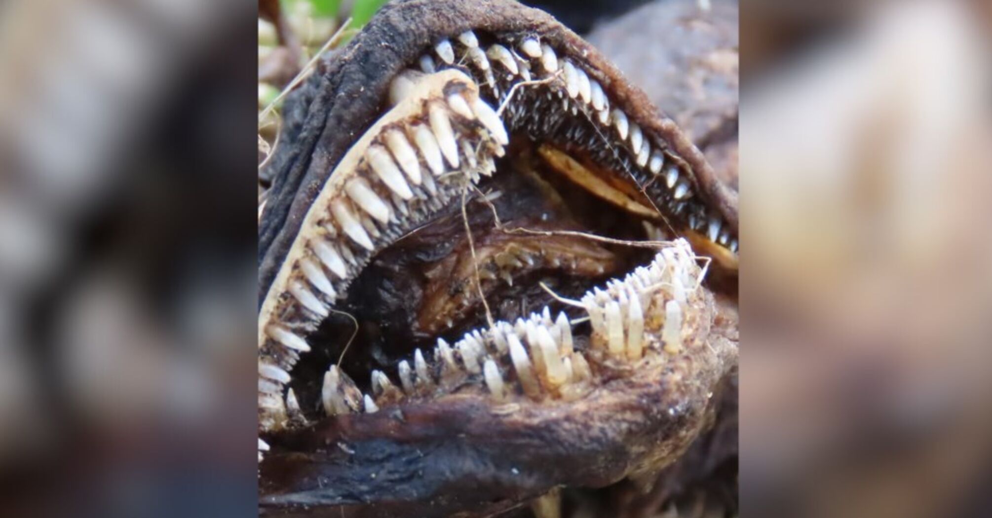 "I’ve never seen so many teeth on any animal": an unusual creature washed up on Canadian coast. Photo