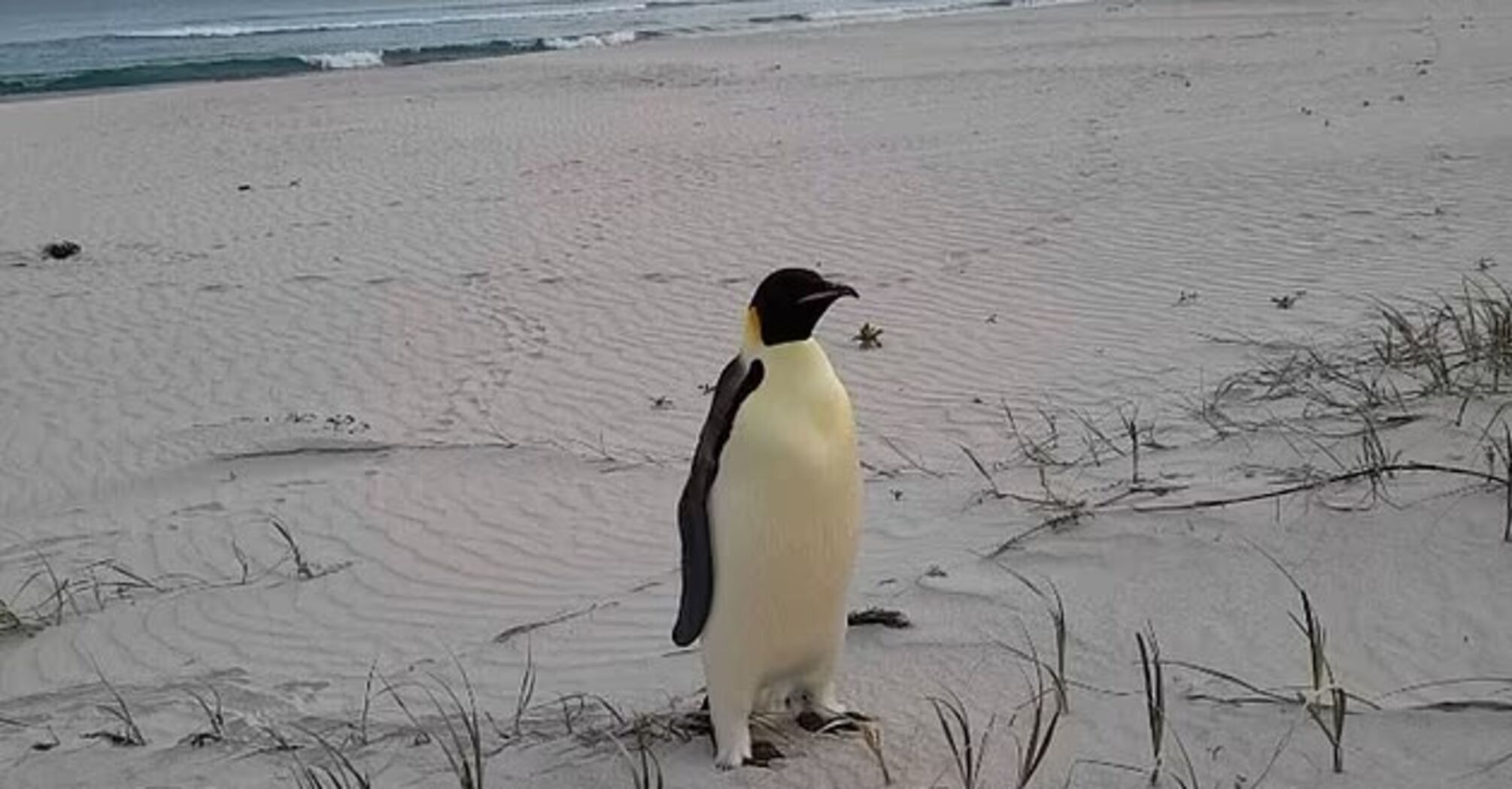 "What's that coming out of the water?" An emperor penguin traveled almost 3400 km from Antarctica to Australia and broke a world record