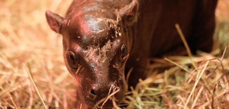 A rare dwarf hippo was born in Scotland: there are only 2500 of them left. Viral video