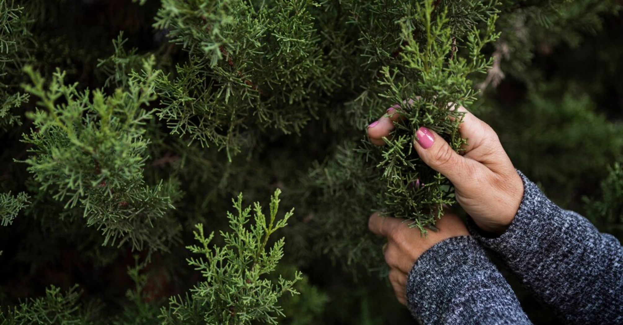 How to prepare thuja for winter: what to do in November