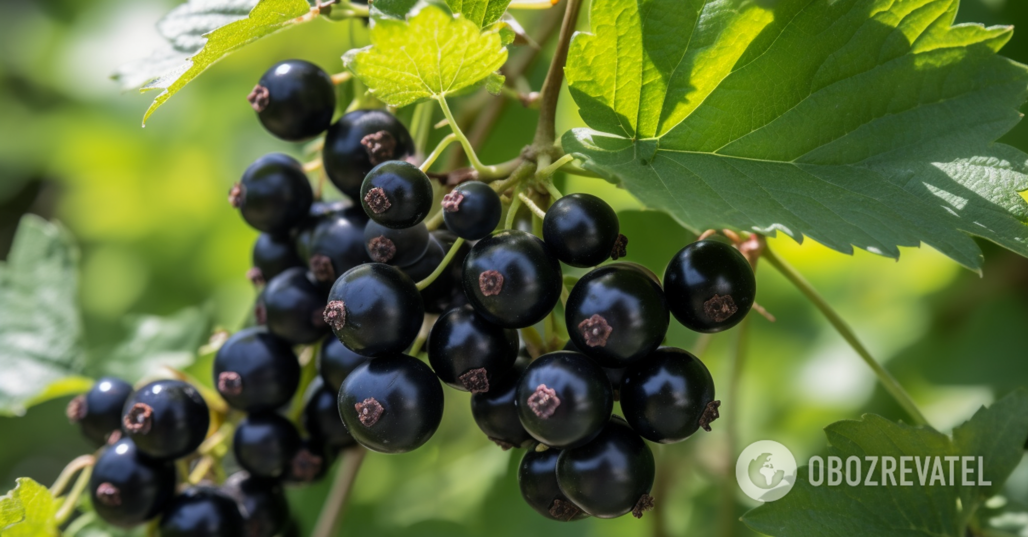 How to fertilize currants, gooseberries and blueberries in the fall: expert advice