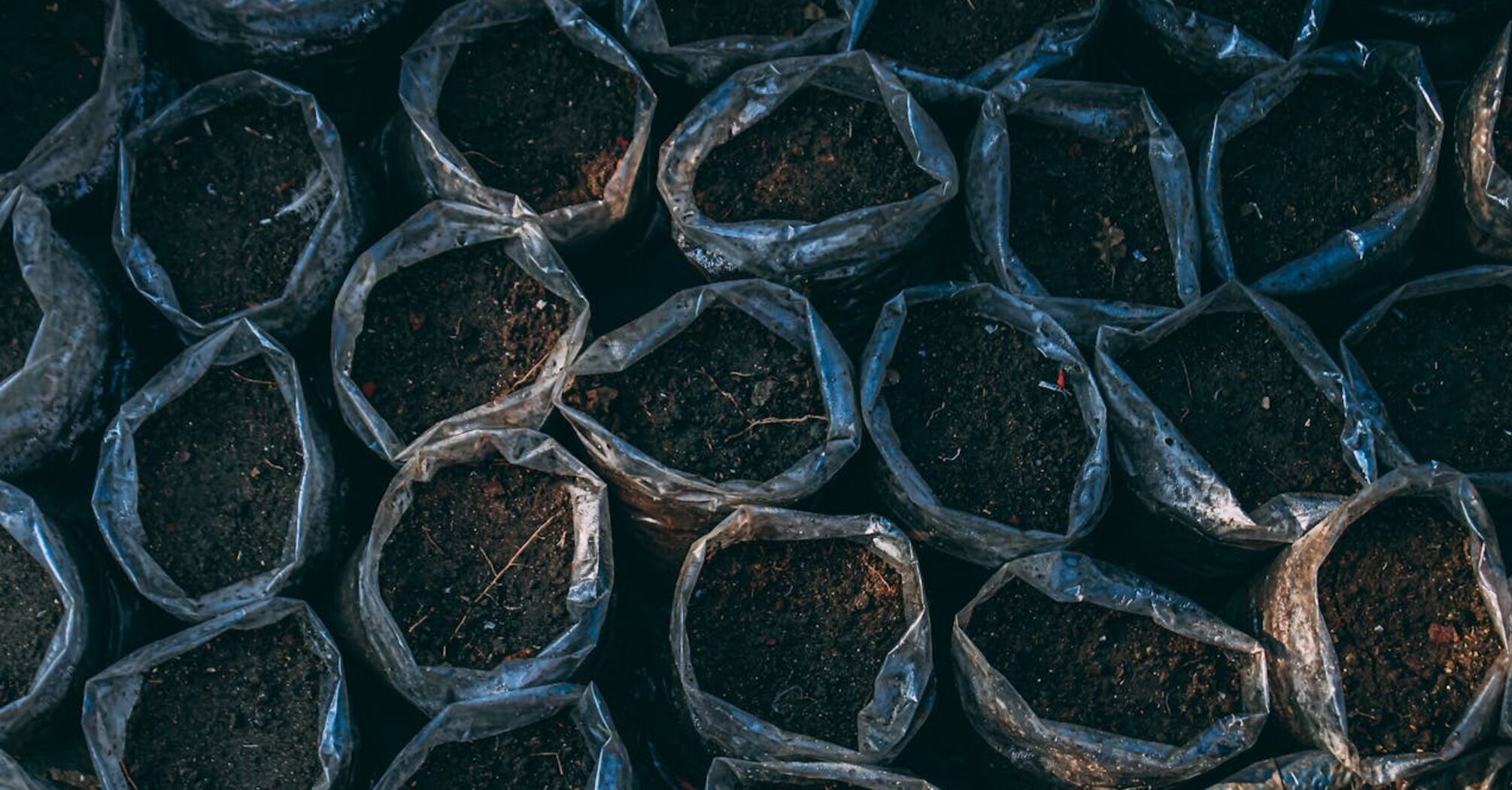 What to feed the garden with in the fall to double the harvest