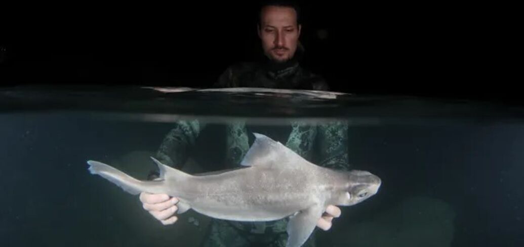 An extremely rare white shark was found off Albania. Photo