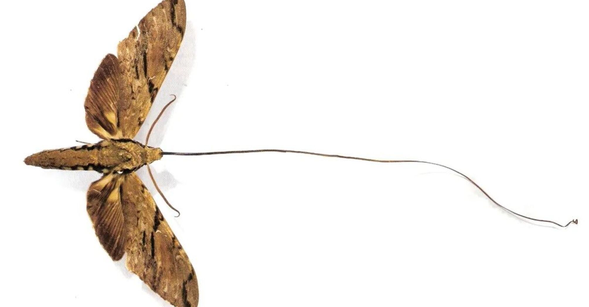 What The Insect With The Longest Tongue In The World Looks Like It Was what-the-insect-with-the-longest-tongue-in-the-world-looks-like-it-was