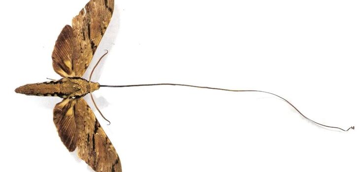 Jak wygląda owad z najdłuższym językiem na świecie: został znaleziony w lasach Madagaskaru. Zdjęcie