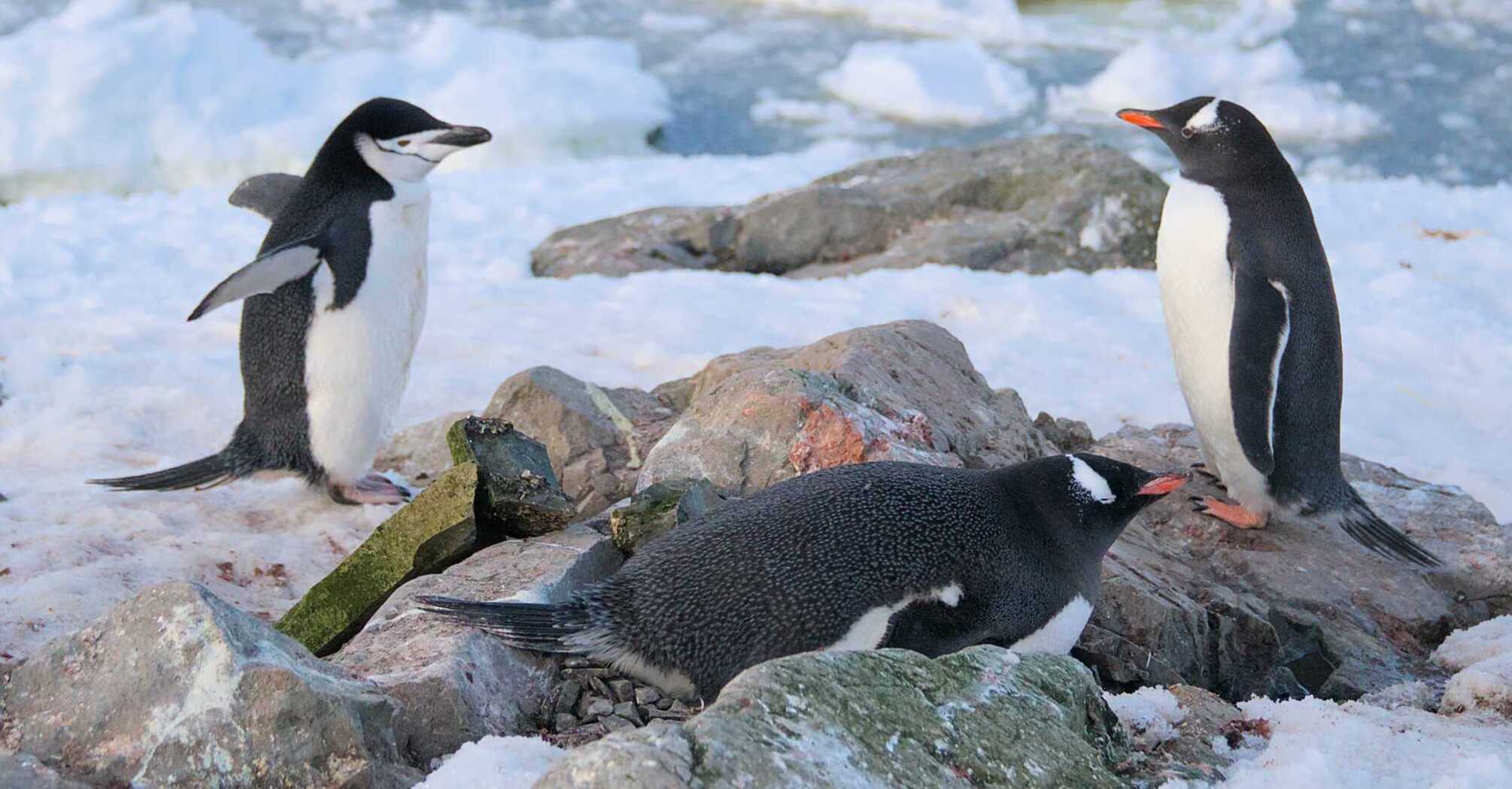 A stern policeman visited the penguins near Vernadsky: photos will make you smile