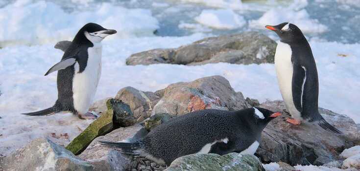 A stern policeman visited the penguins near Vernadsky: photos will make you smile