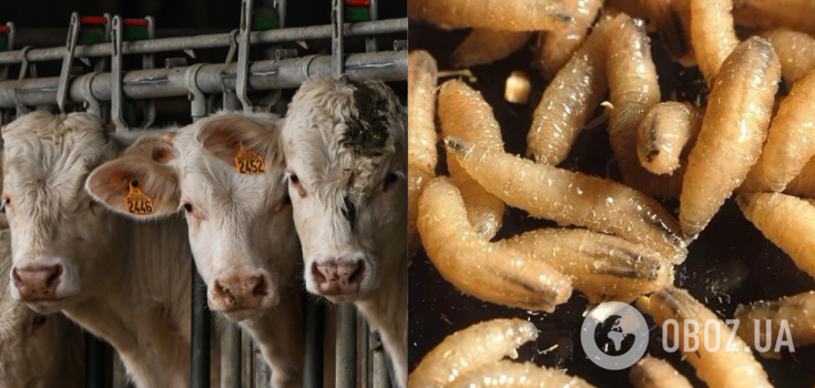 Terrible parasites that eat animals from the inside have entered the United States through the border with Mexico. What are these worms?