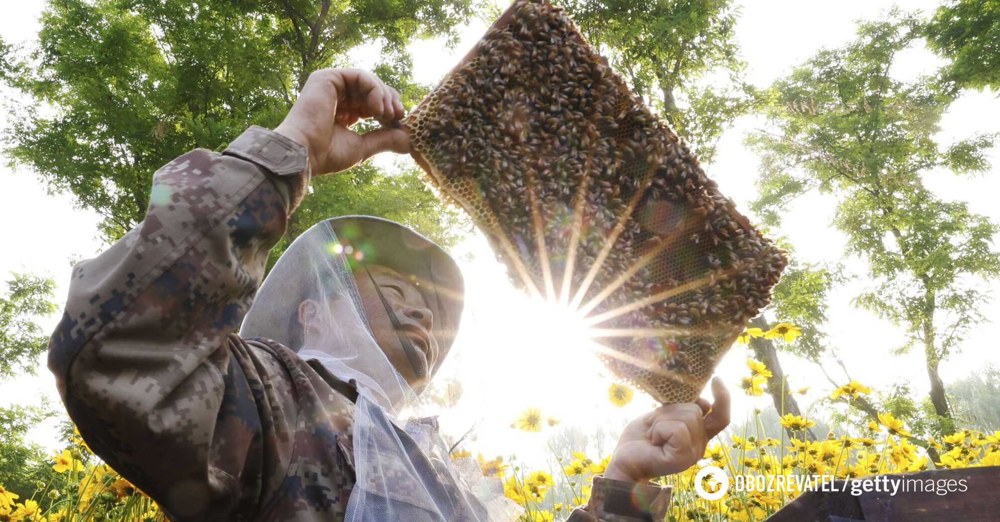 New study shows honey can help detect nearby pollution