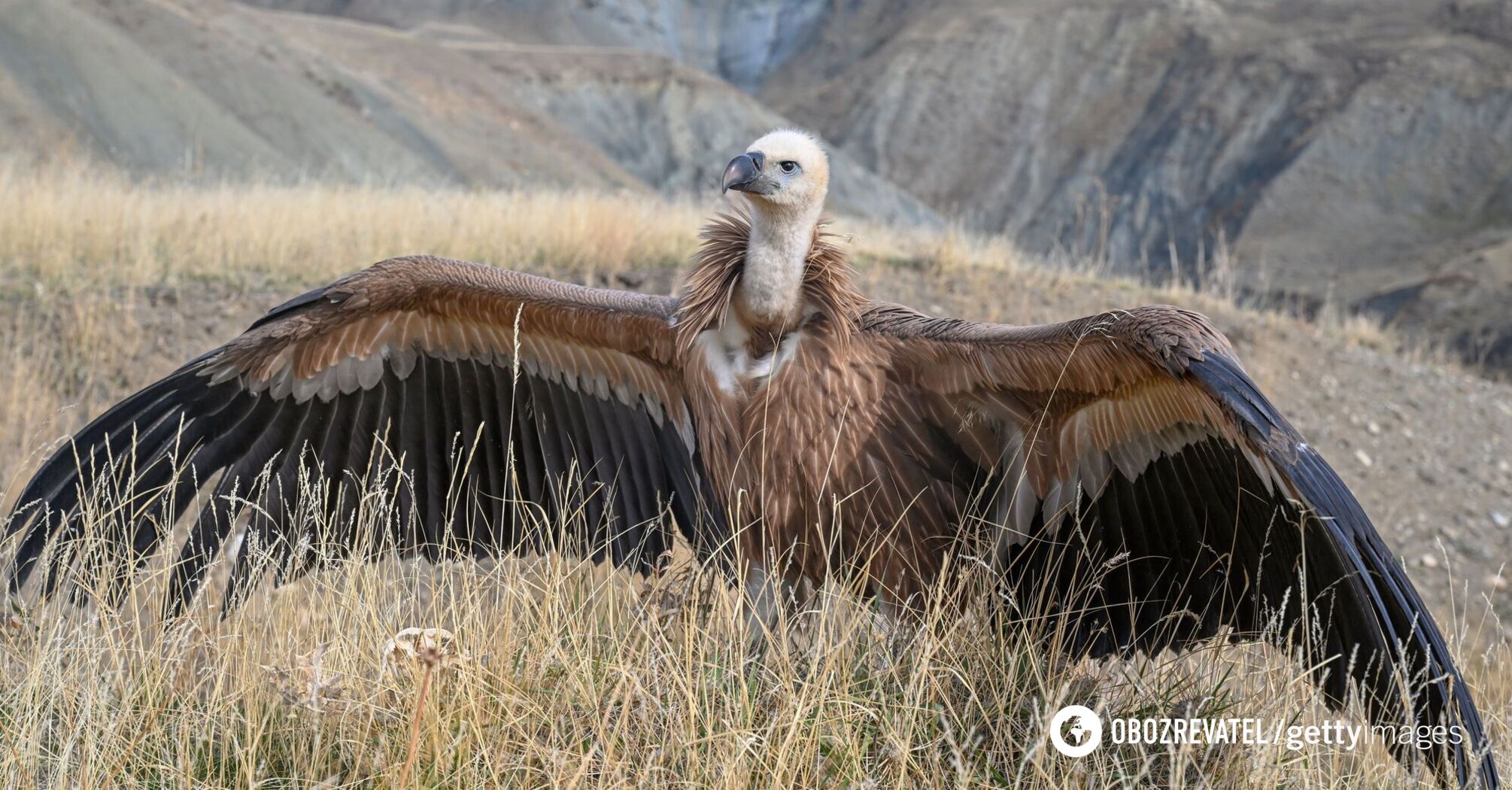 How half a million people died in India due to the extinction of one bird: explanation of a biologist