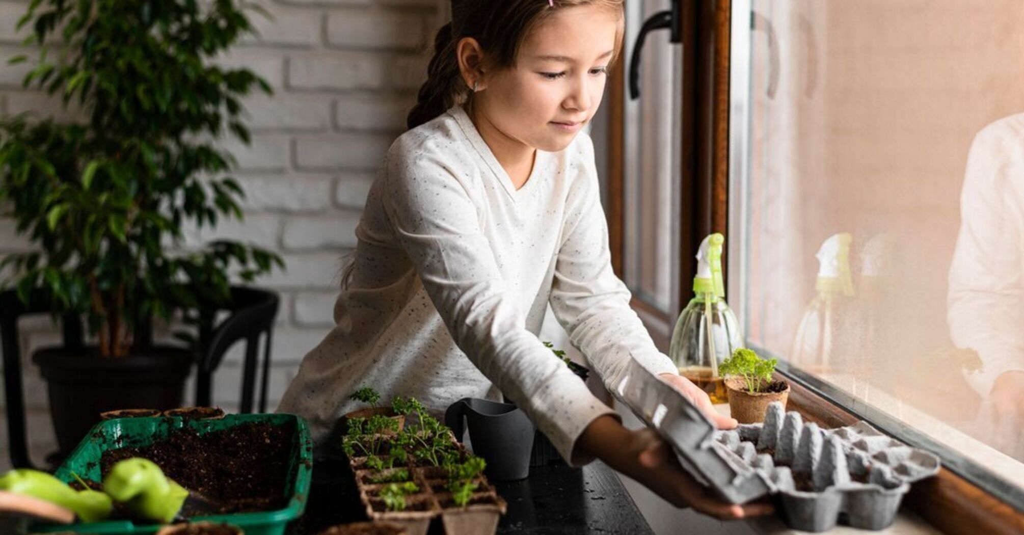 Not afraid of frost: what flowers can be left on the balcony in winter