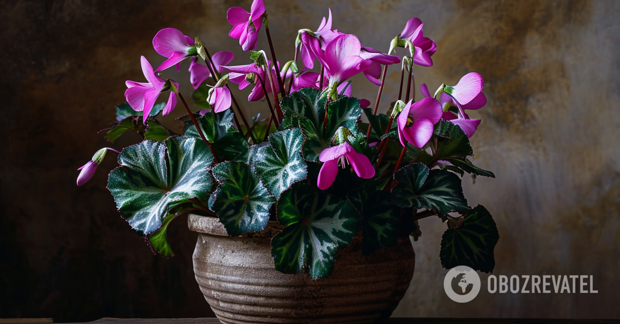 Will grow lush fast: how to fertilize capricious cyclamen