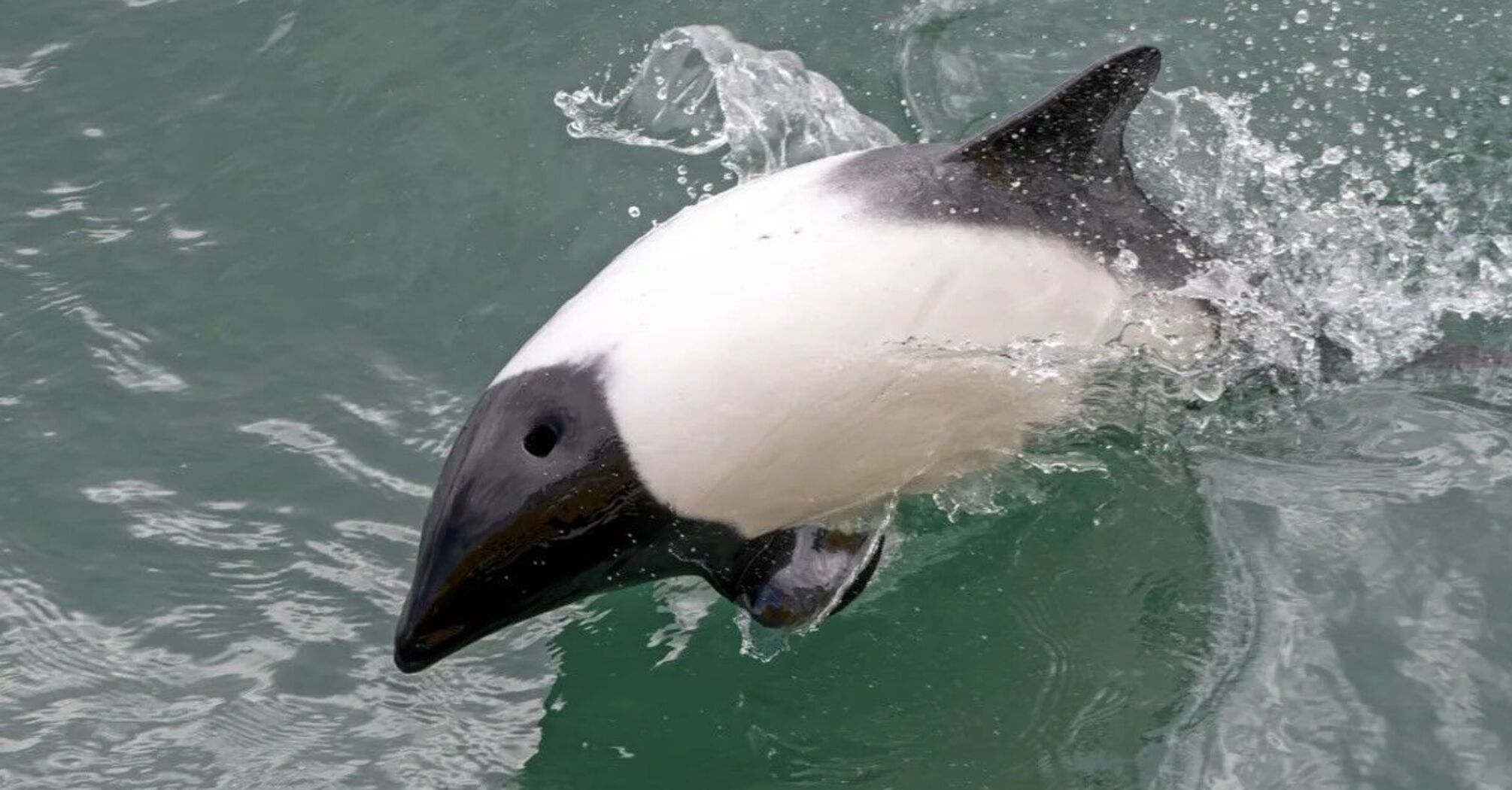 What does a panda dolphin who likes to swim upside down look like. Photos will make you smile