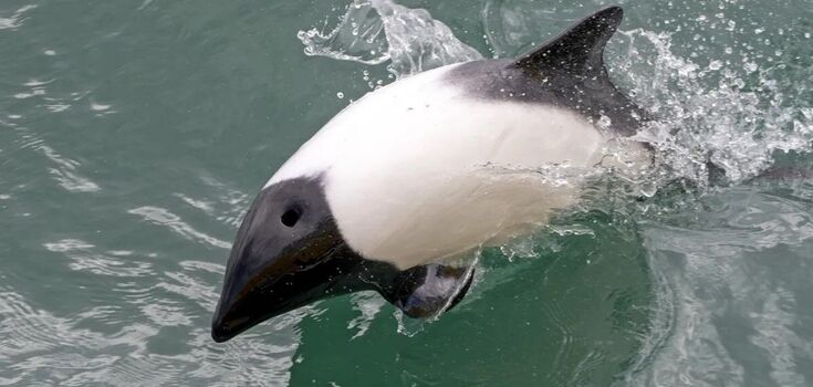 What does a panda dolphin who likes to swim upside down look like. Photos will make you smile