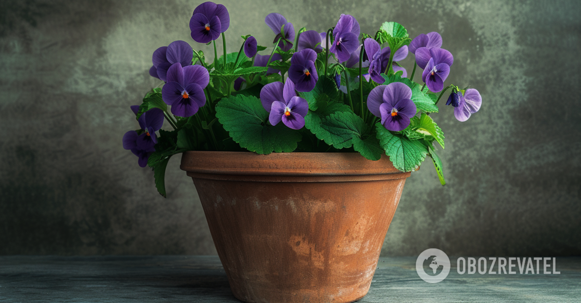 How to save violets if the leaves dry up: tips