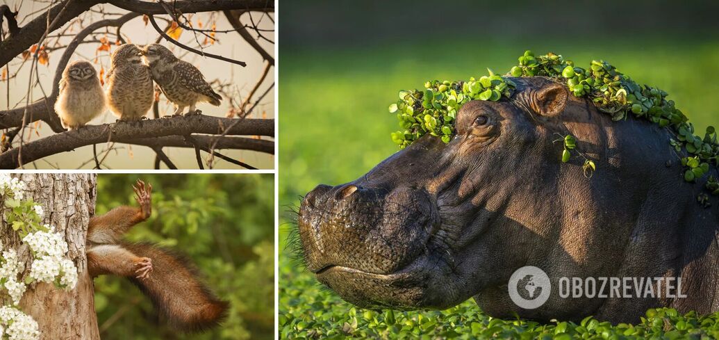 A sexy hippo, owl kiss, and a squirrel stuck in a tree. 10 funniest photos of 2024