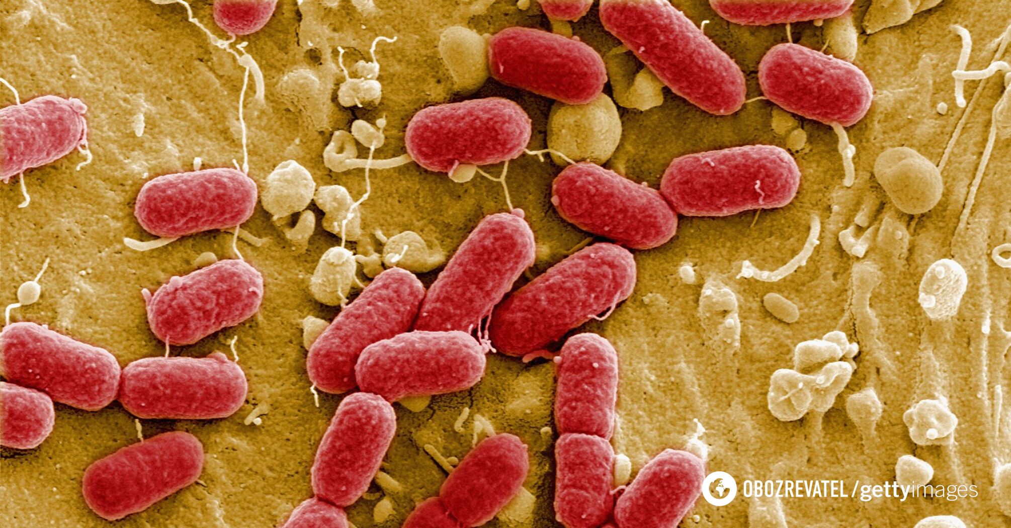 The laboratory has created 'mirror bacteria' that can destroy humanity: world's leading scientists urgently appeal to colleagues