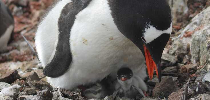 The first penguin chicks hatched near Vernadsky: two babies were found in one nest. Photo