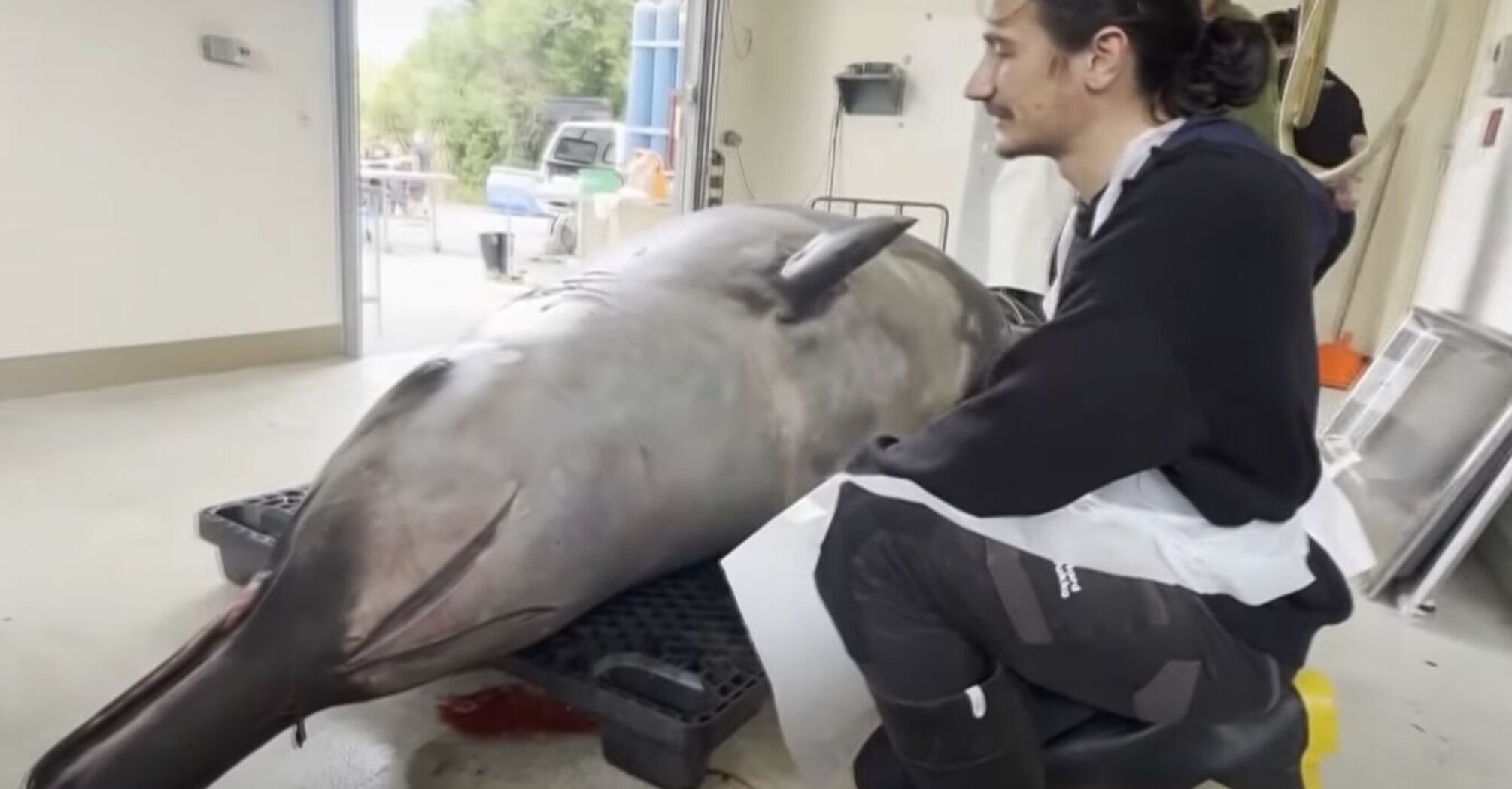 The first autopsy of the world's rarest whale stunned scientists. Photo