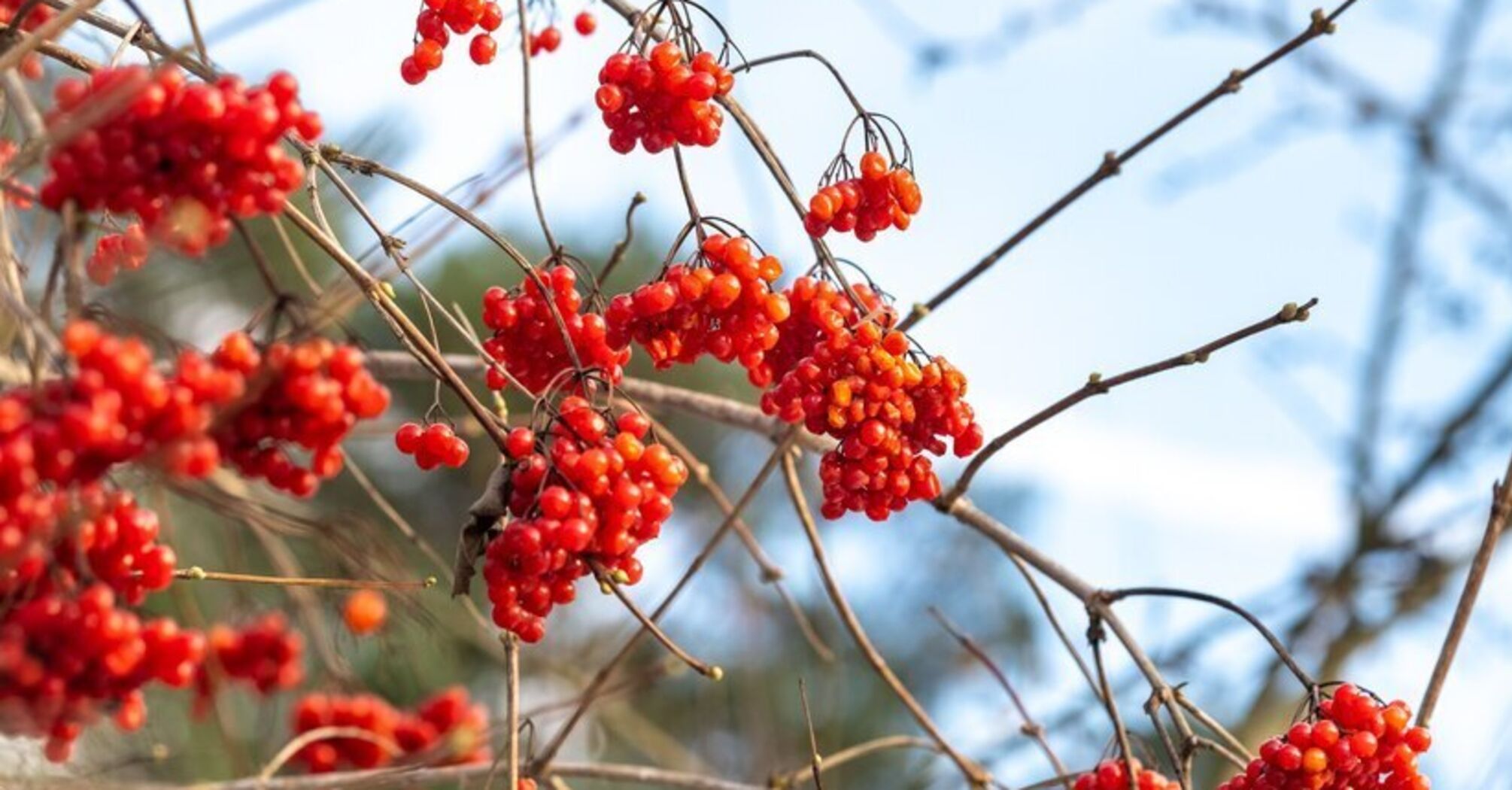 It will be bright and cozy: what bushes to plant in the winter garden