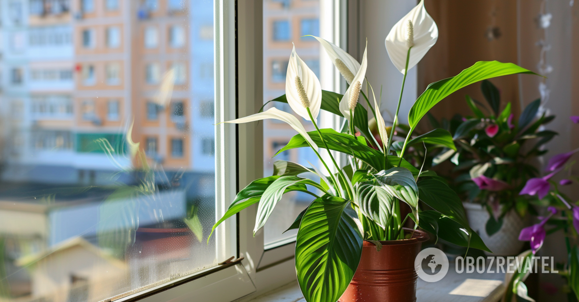 How to make spathiphyllum bloom: the easy way