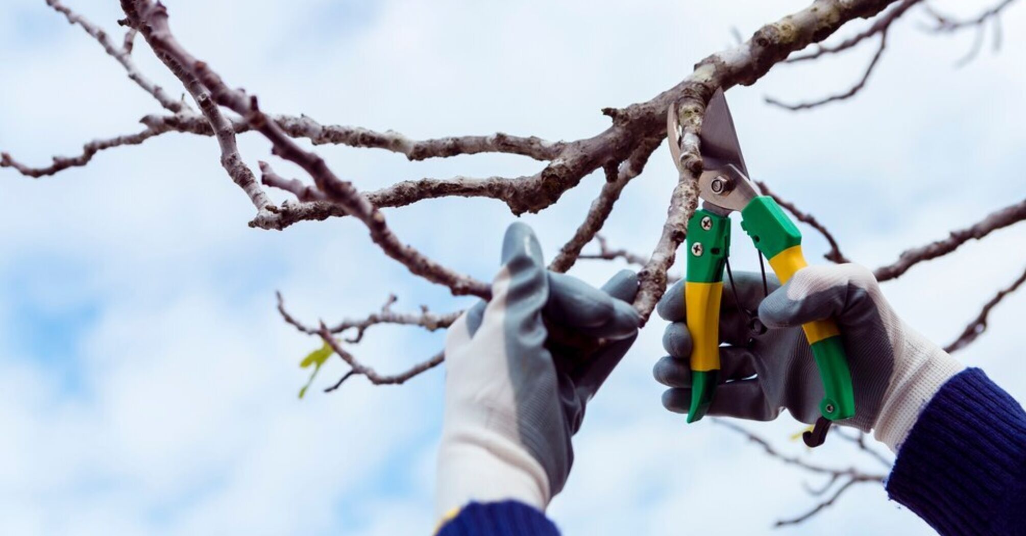 How to prune trees in winter: rules and mistakes