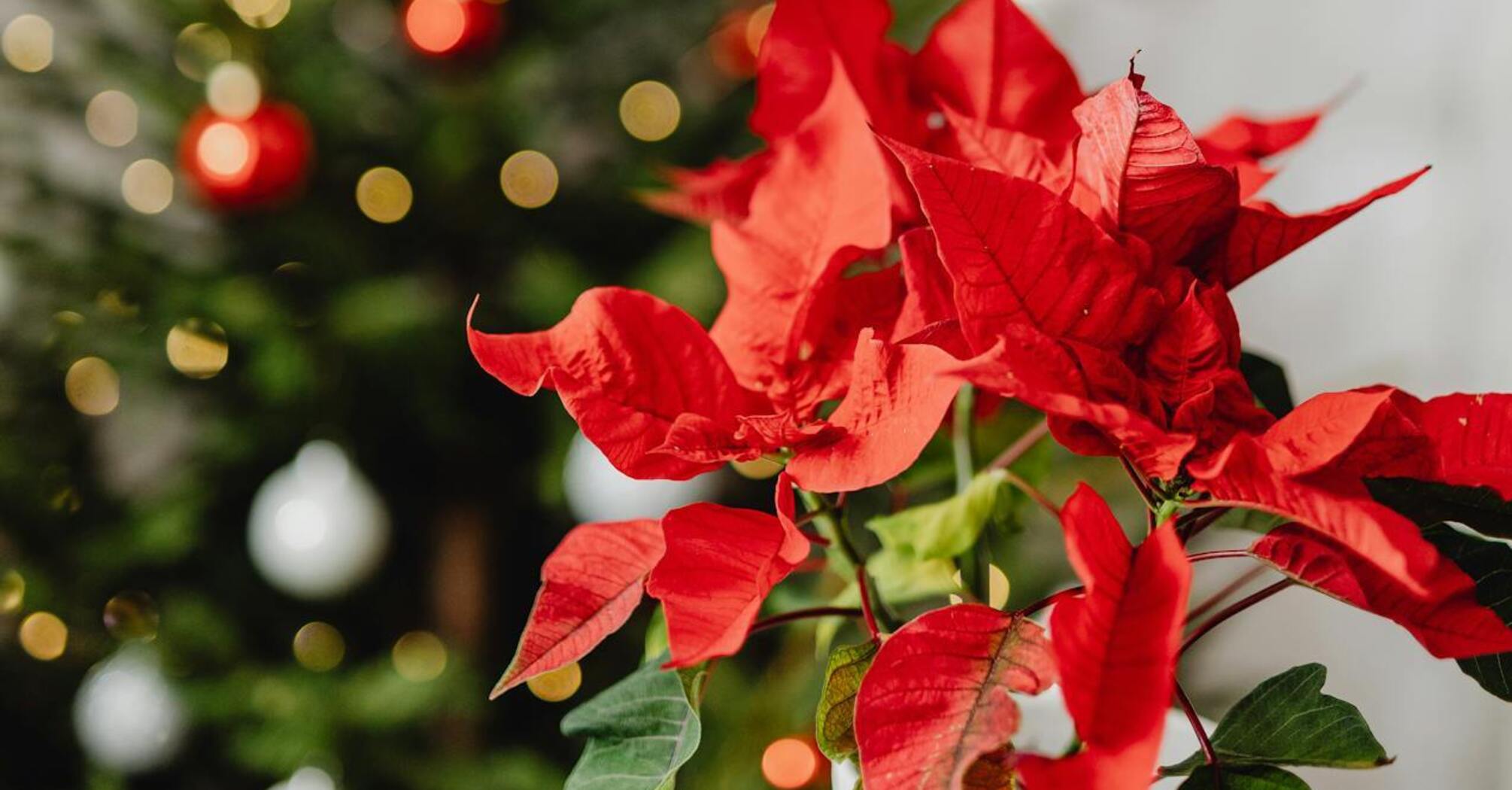 Poinsettia: how to care for the Christmas star so that it boasts lush and bright flowers