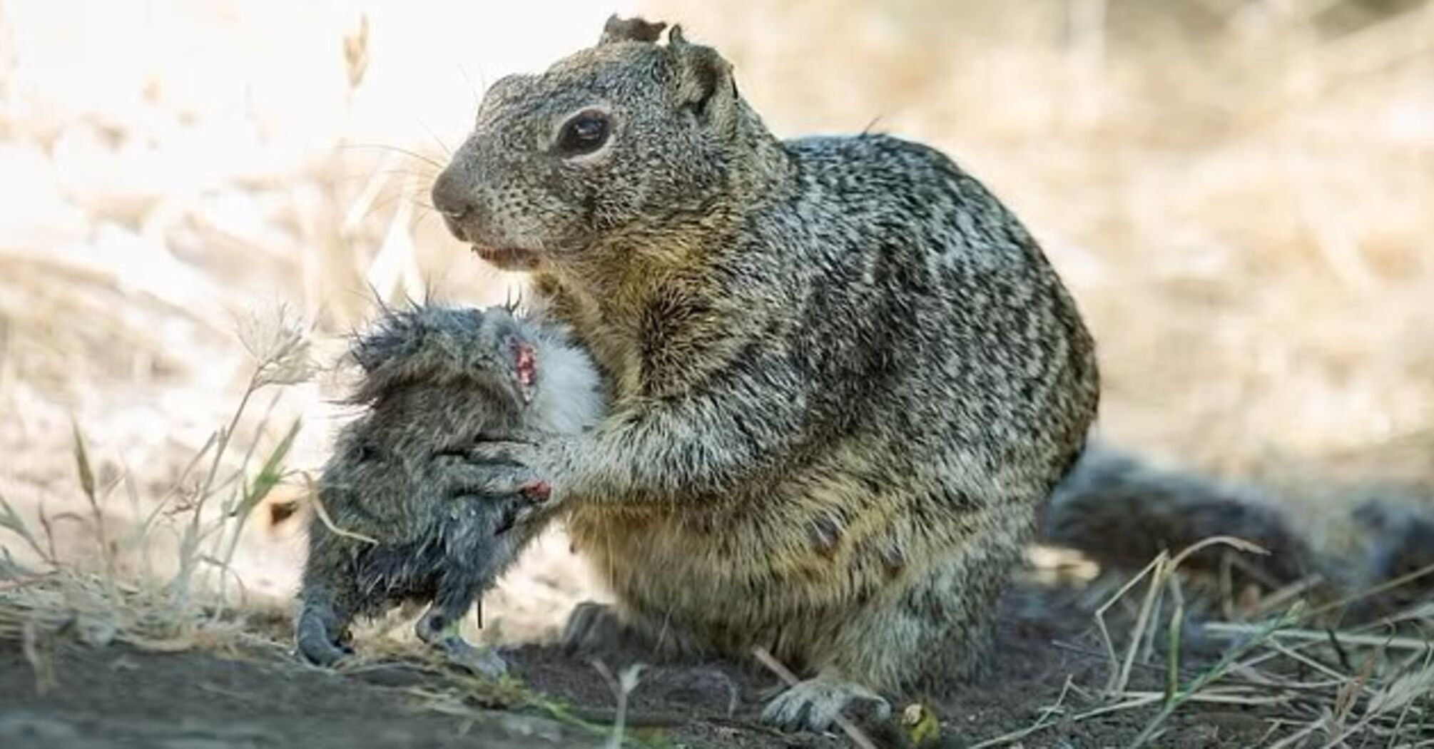 An uprising of killer squirrels? Scientists filmed shocking footage of cute animals eating small rodents