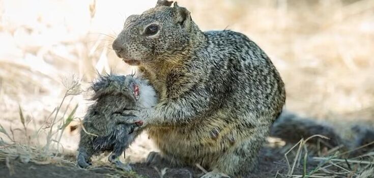 An uprising of killer squirrels? Scientists filmed shocking footage of cute animals eating small rodents