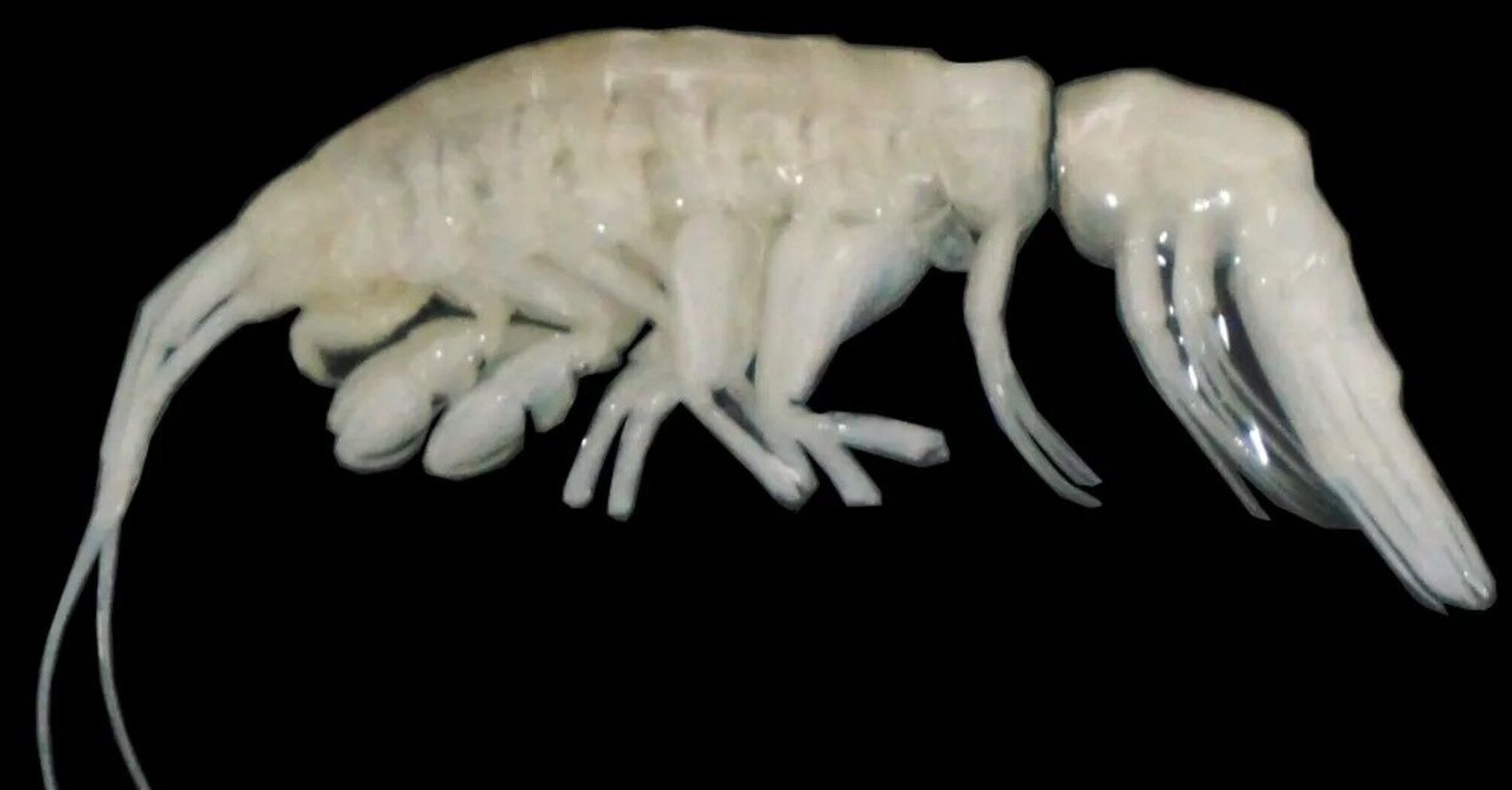 It is called 'darkness.' Scientists have unexpectedly discovered a unique predator at the bottom of the Pacific Ocean