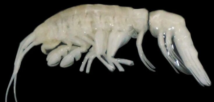It is called "darkness." Scientists have unexpectedly discovered a unique predator at the bottom of the Pacific Ocean